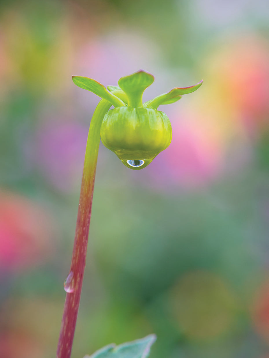 Dahlia Bud
