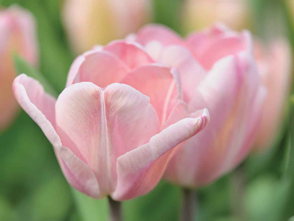 Pink Tulip Baronesse