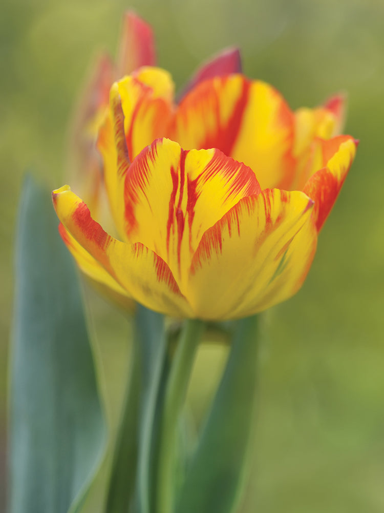 Rembrandt Tulip