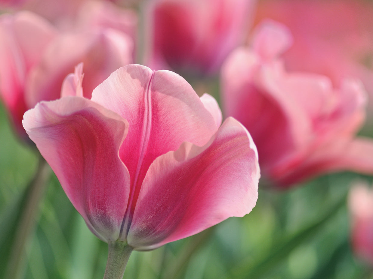 Tulip Mirella Pink