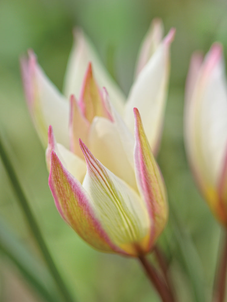Arte de la lona de Primulina del tulipán