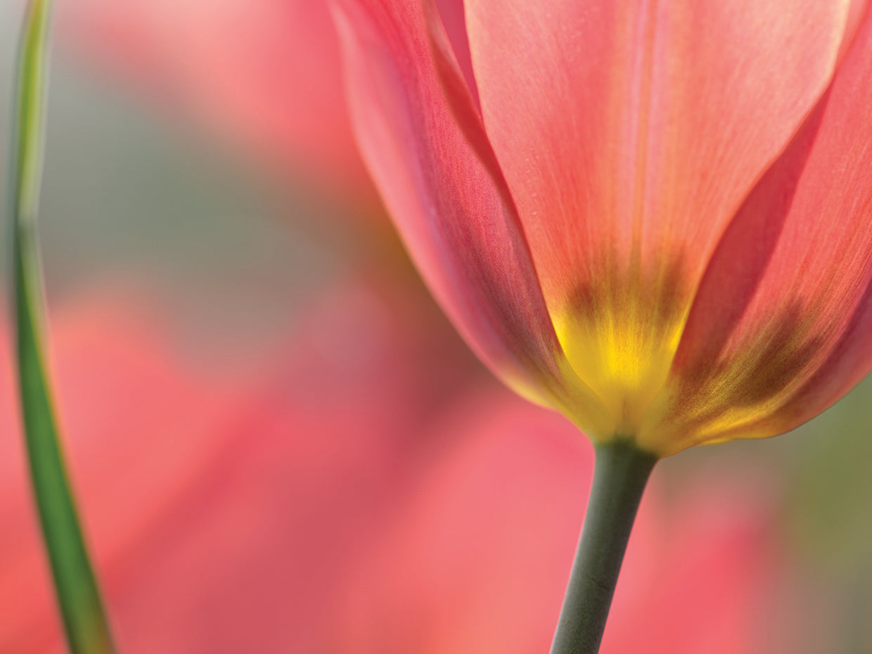 Tulipa Planifolia