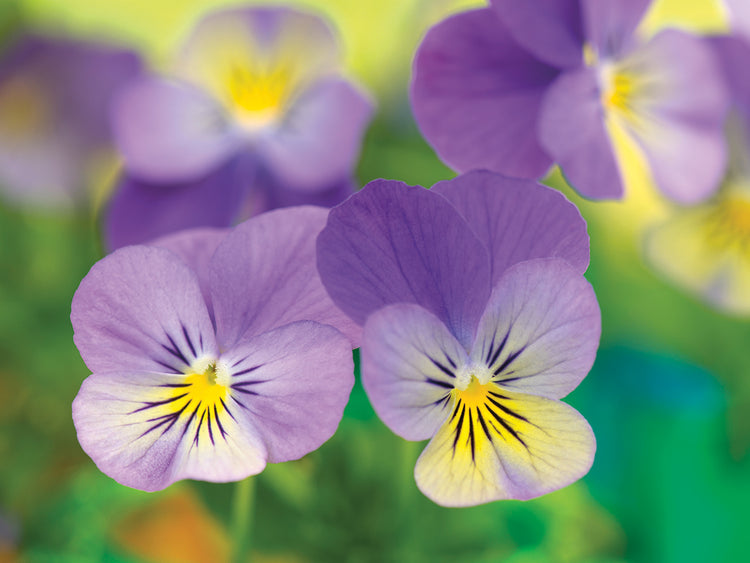 Arte de la lona de las violetas