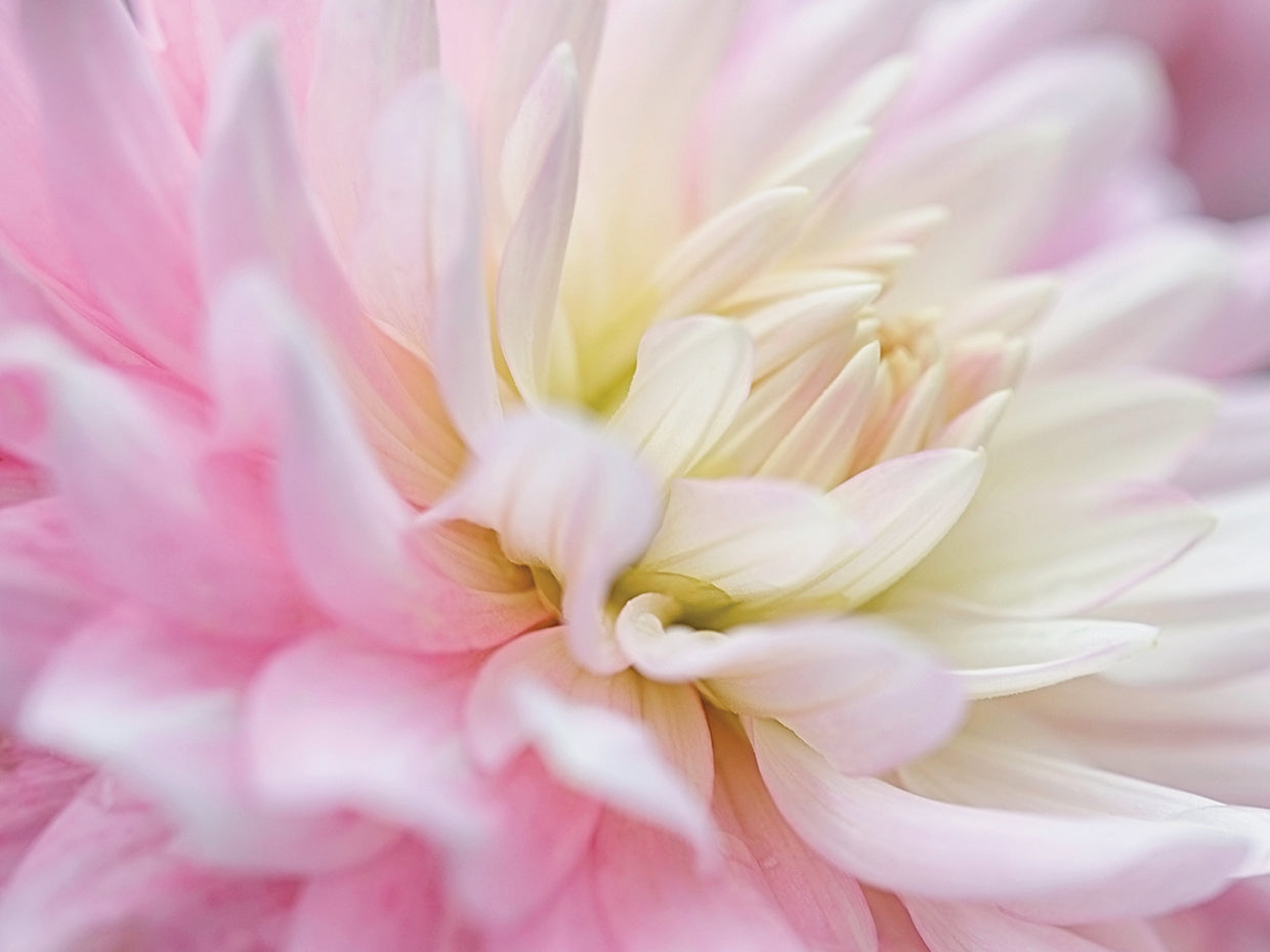 White and Pink Dahlia