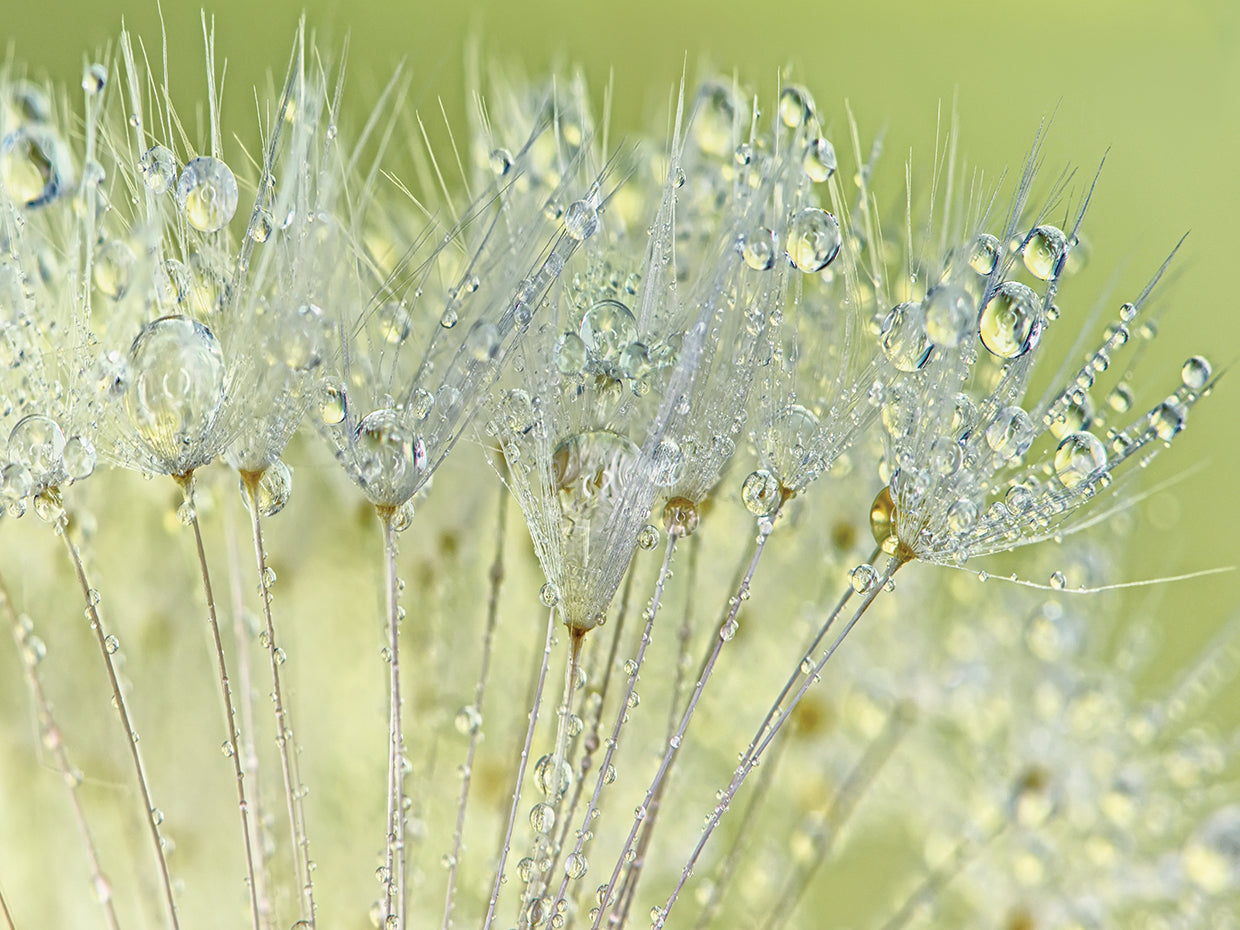 Dandelion Dew I