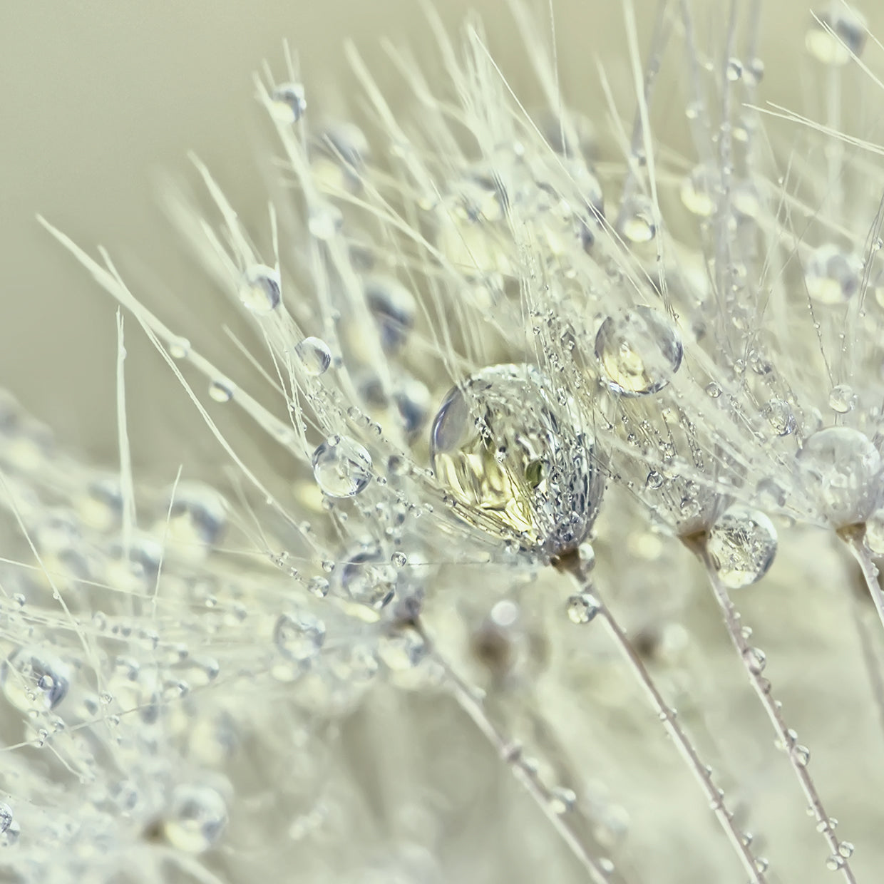 Dandelion Dew III