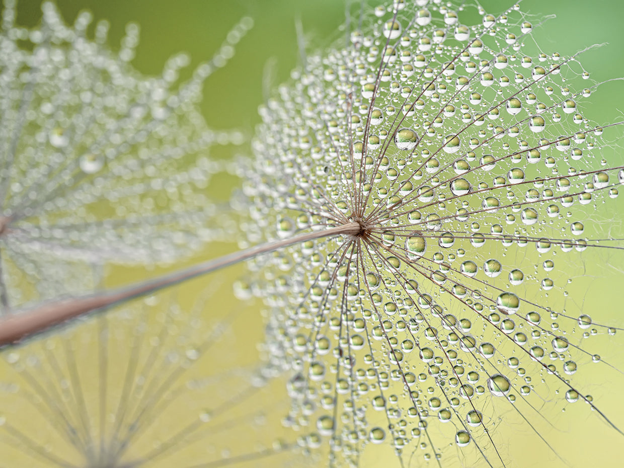 Dewy Dandelion