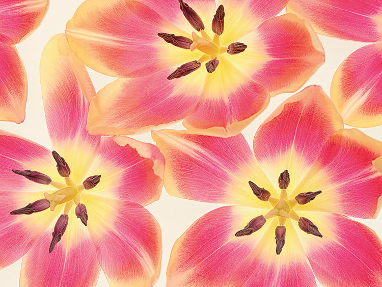Cuadro en lienzo con tulipanes amarillos y cerezas