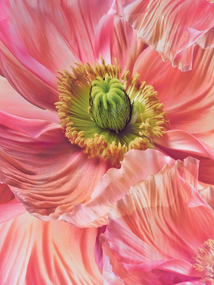 Arte de lienzo de amapola rosa cereza