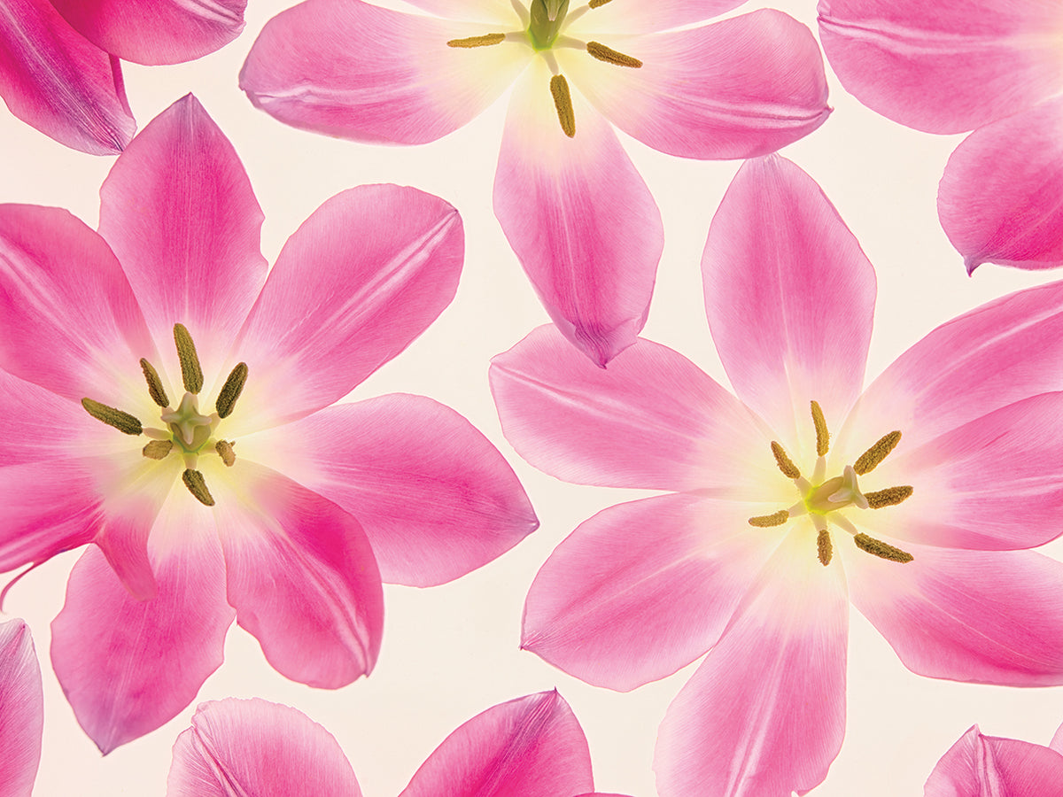 Cerise Pink Tulips