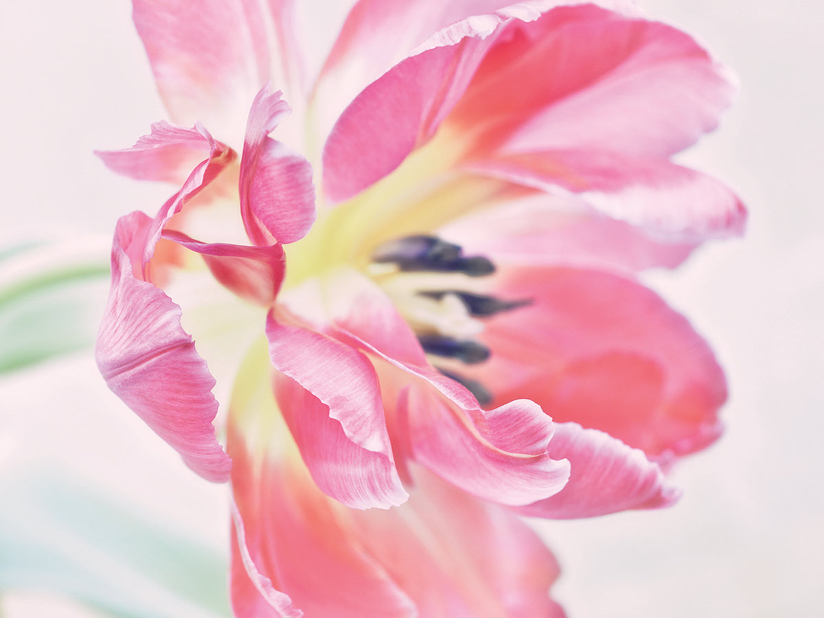 Cerise Tulip