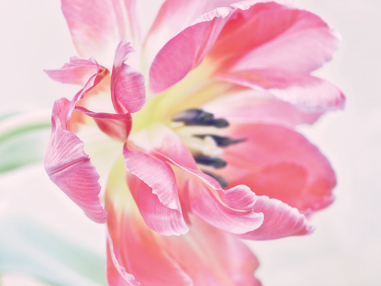 Arte de la lona del tulipán de Cerise