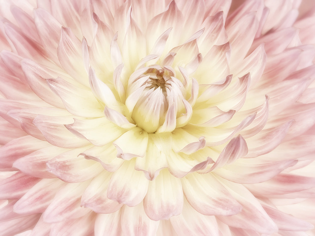 Dahlia Flower