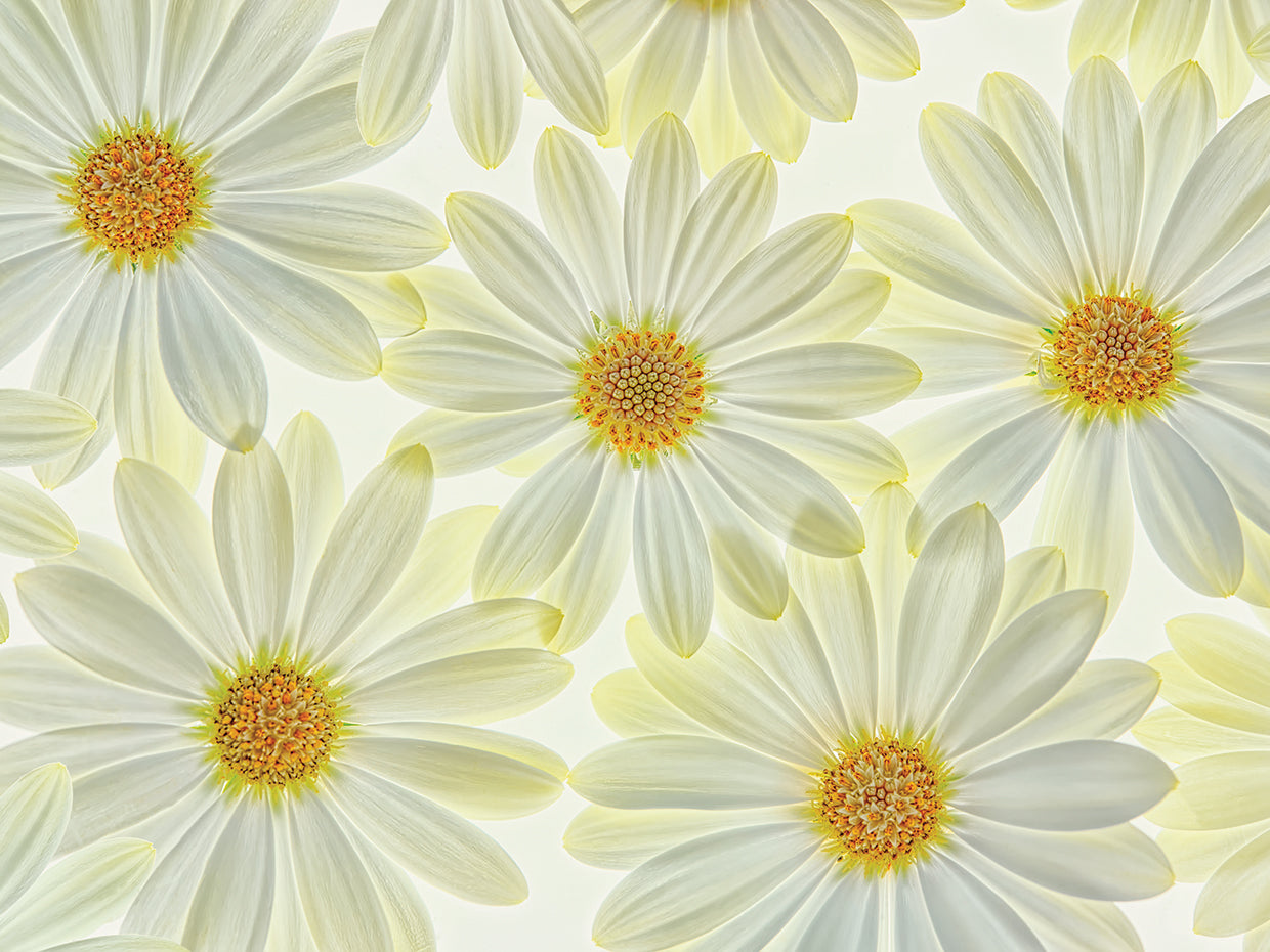 Daisy Flowers