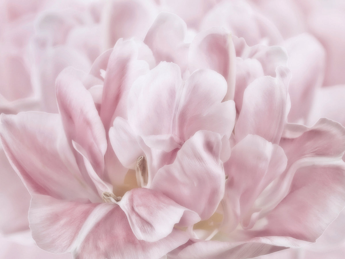 Double Pink Tulip