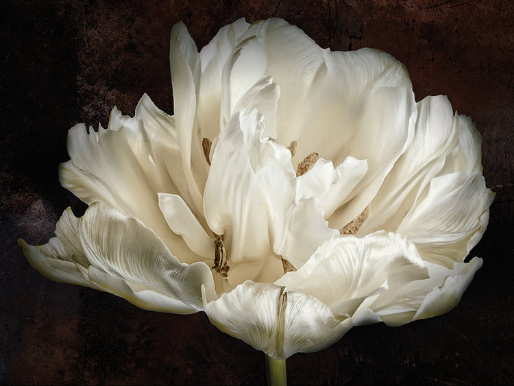 Lienzo de tulipán blanco doble