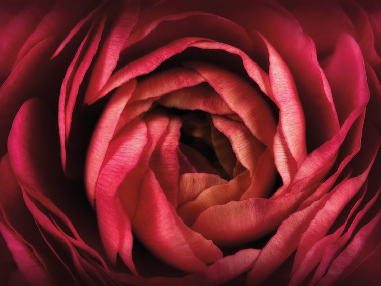 Arte de lienzo de ranúnculo rojo rubí brillante
