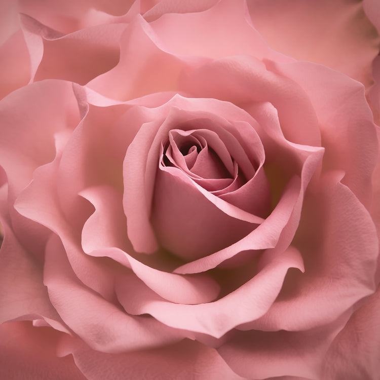 Misty Rose Pink Rose Arte de la lona