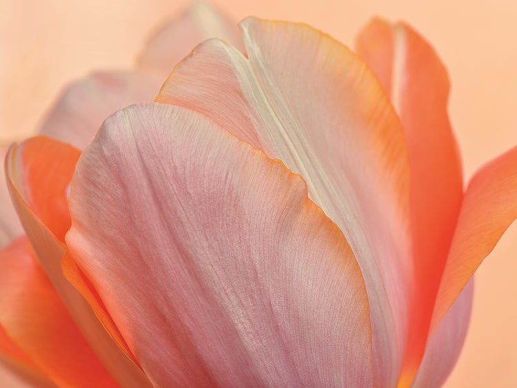 Arte de lienzo de tulipán naranja que brilla intensamente