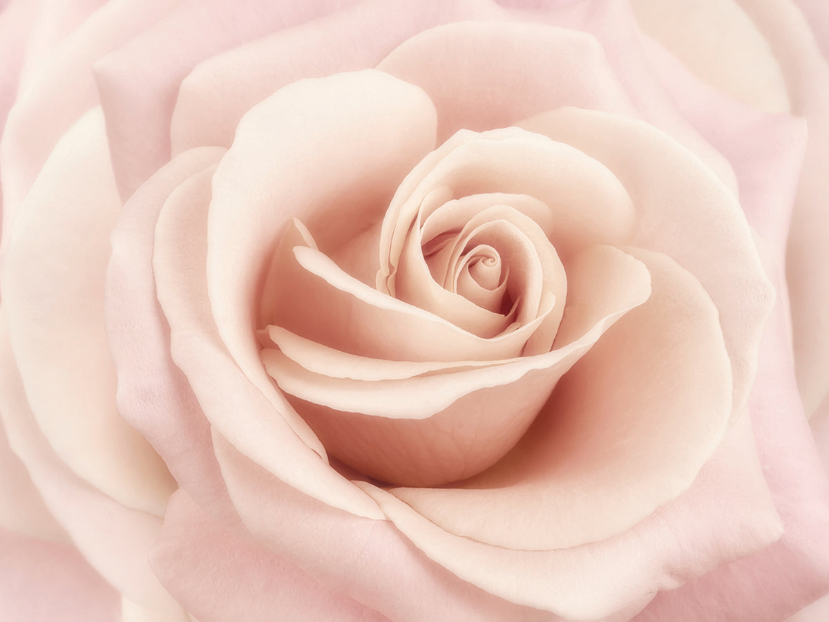 Peach Pink Rose