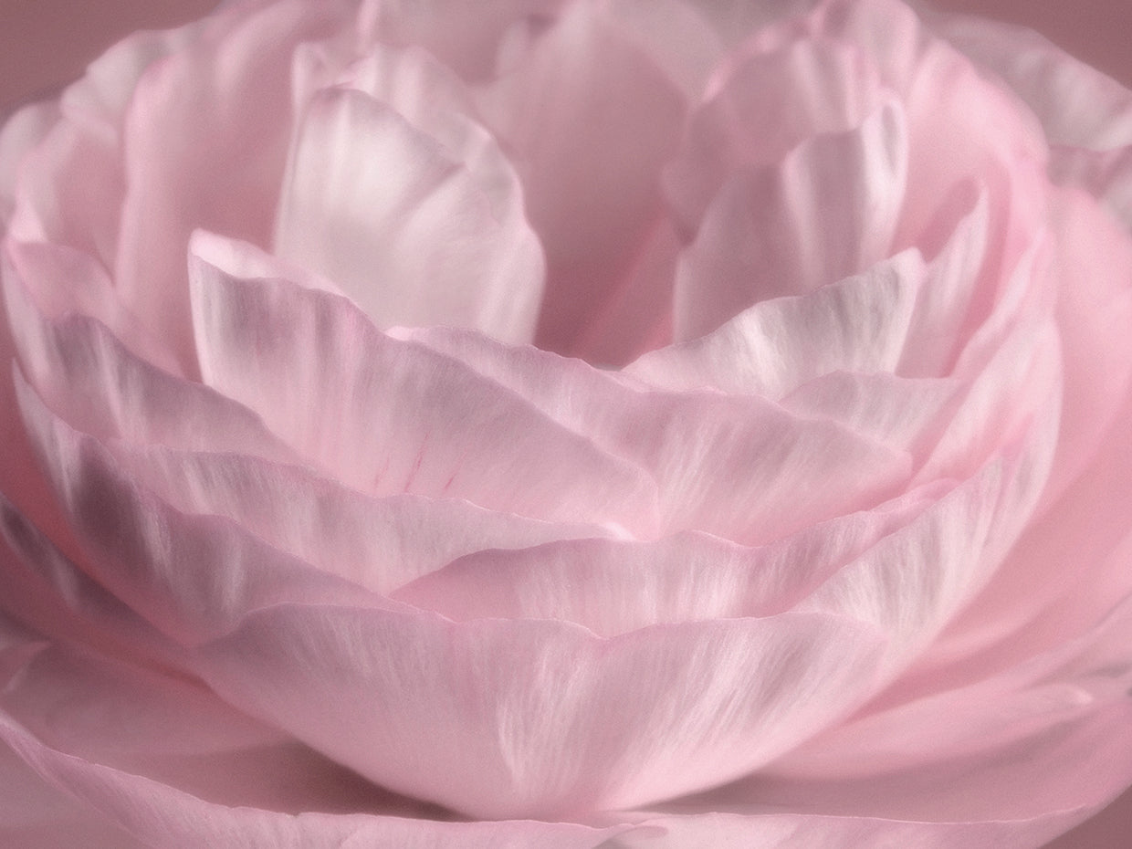 Persian Pink Petals