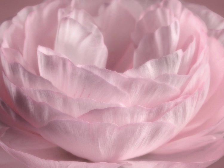 Arte de lienzo de pétalos de rosa persa