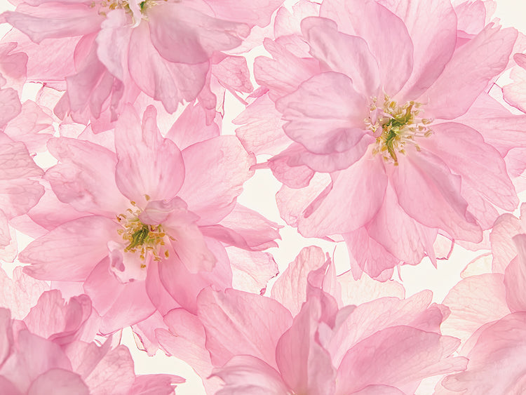 Arte de lienzo de flor de cerezo rosa