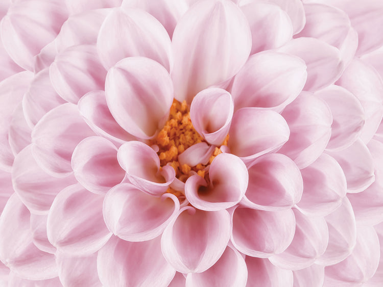 Pink Dahlia