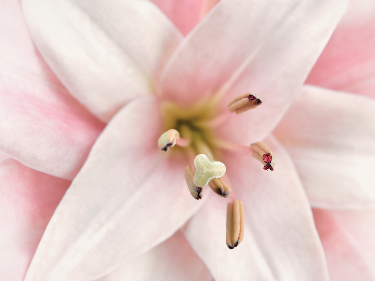 Pink Lily