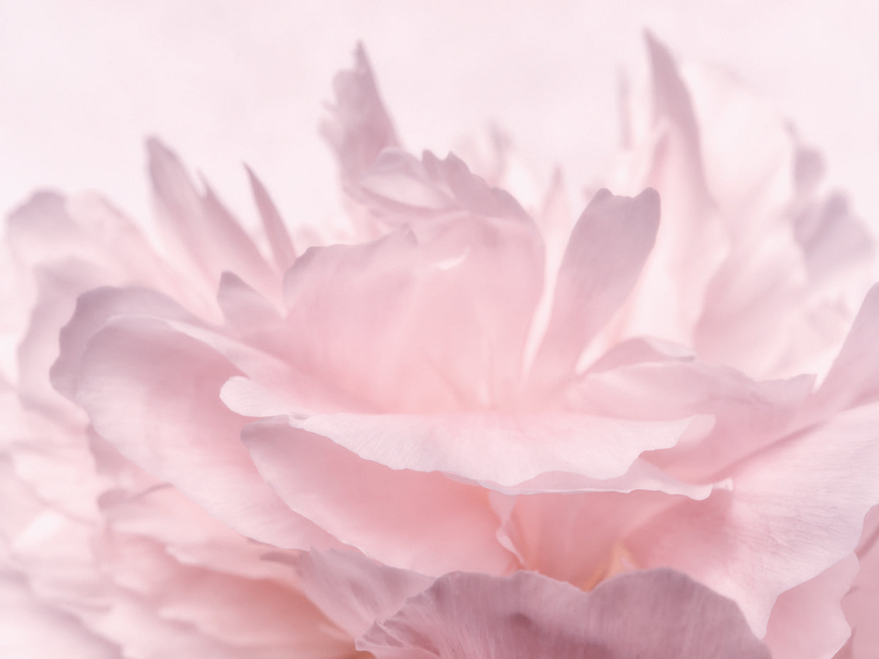 Pink Peony Petals III