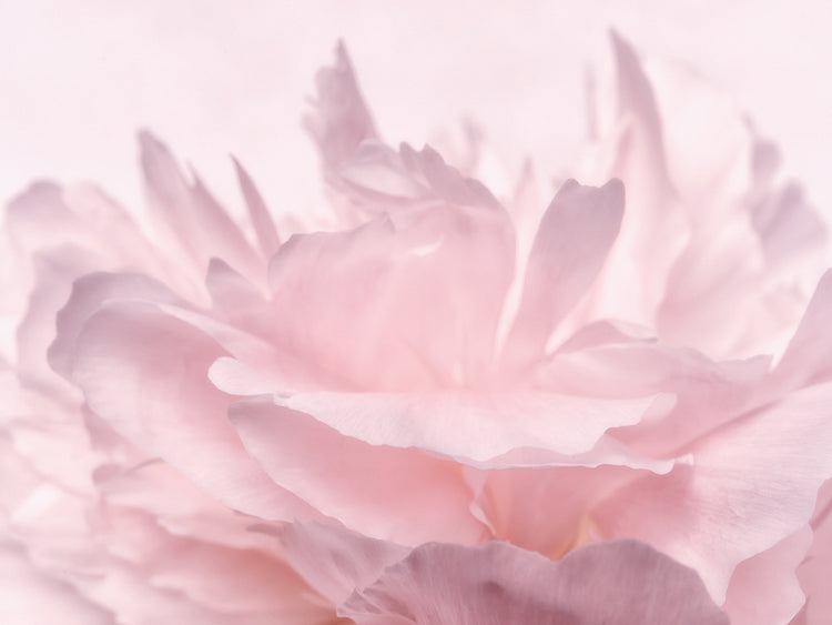 Arte de lienzo de pétalos de peonía rosa III