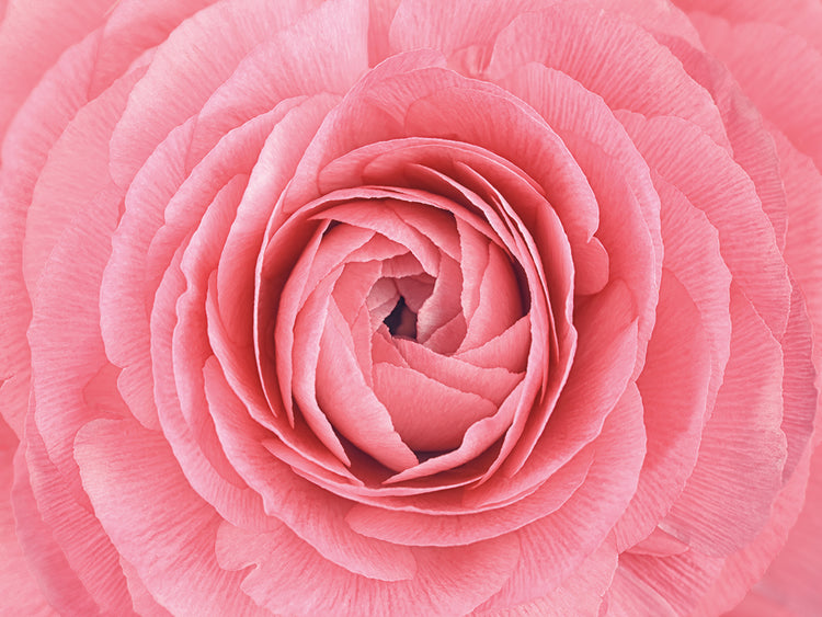Arte de lienzo de flor de ranúnculo persa rosa