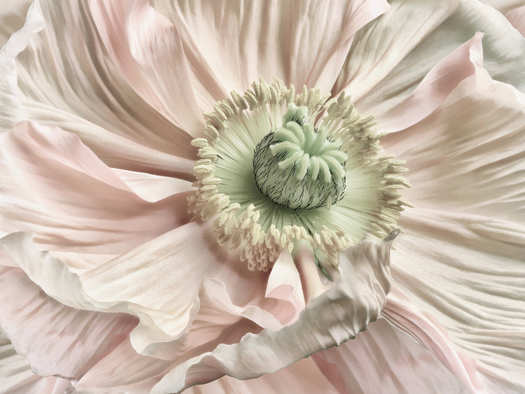 Arte de lienzo de amapola rosa