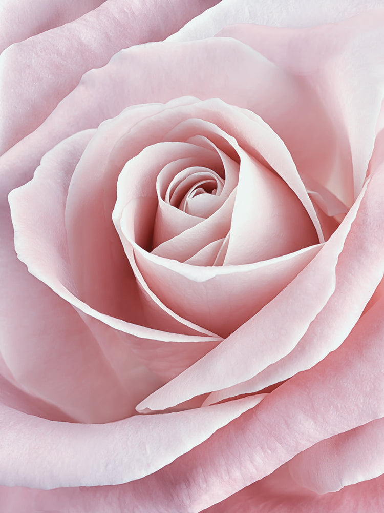 Pink Rose