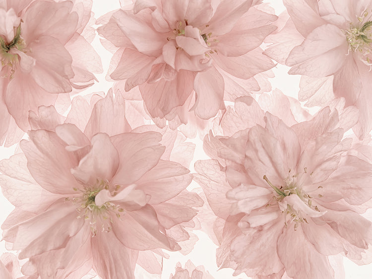 Arte de la lona de la flor de Prunus