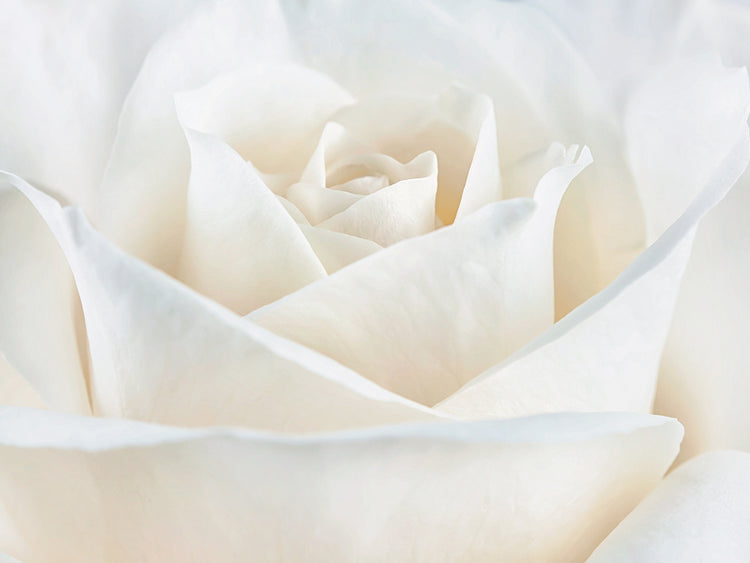 Arte de lienzo de rosa blanca pura