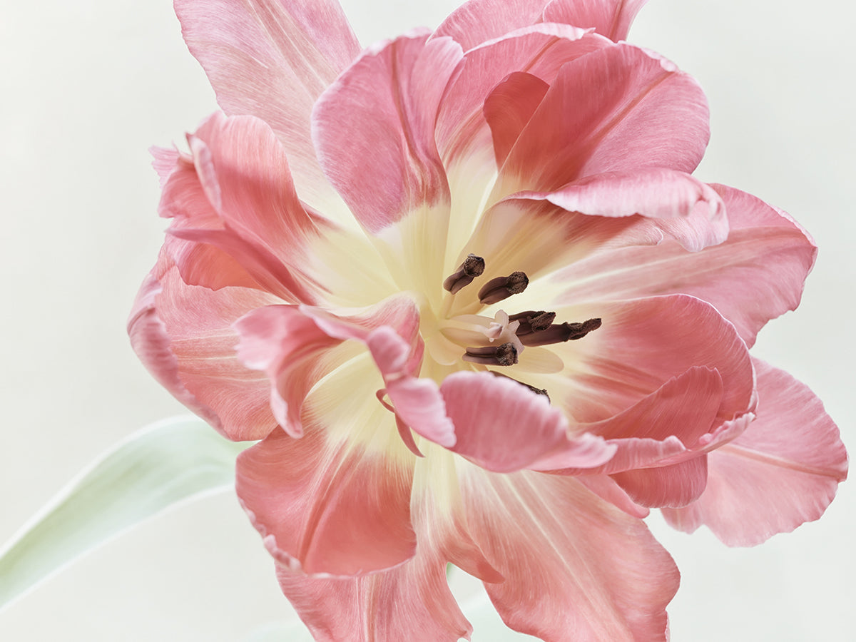 Red Tulip