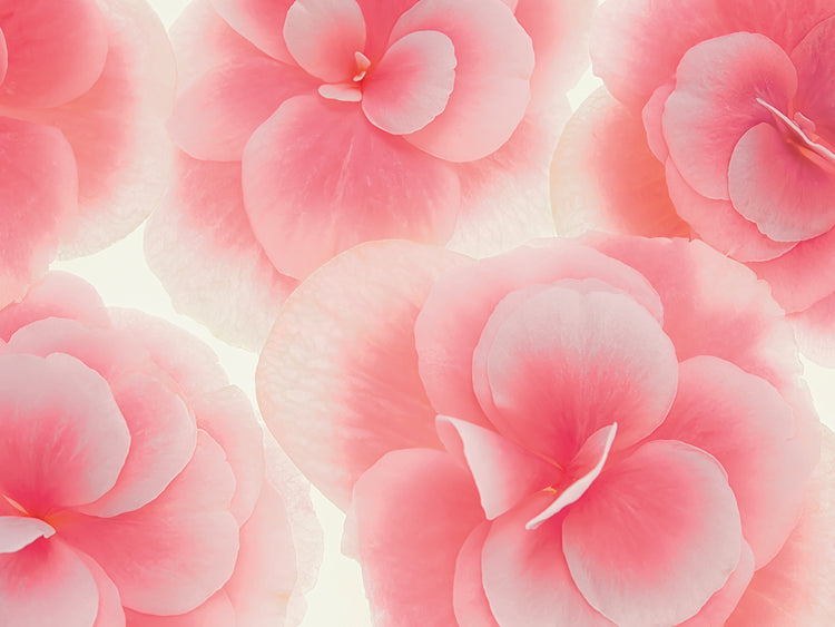 Arte de la lona de las flores de la begonia de Rose