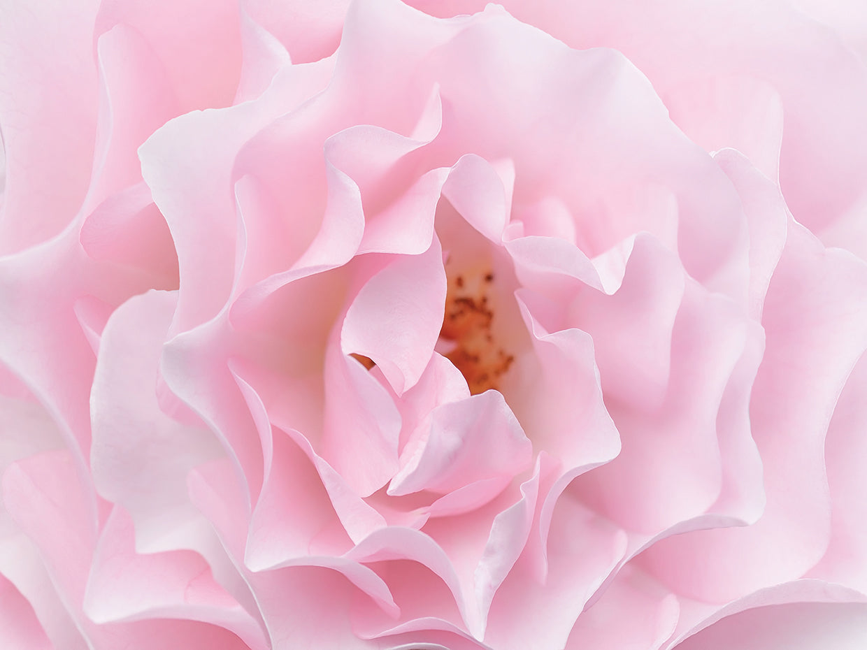 Rose Pink Rose
