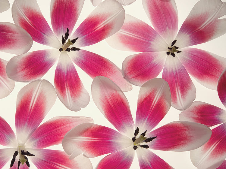 Lienzo de tulipanes rojos y blancos rubí