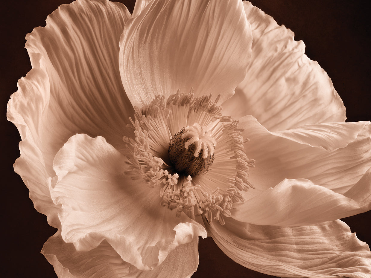 Sepia Poppy I