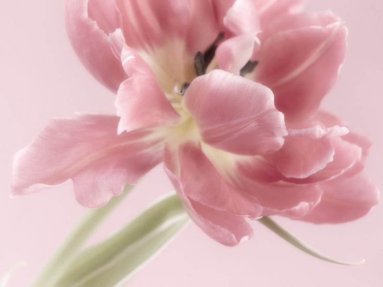 Lienzo de tulipán rosa suave