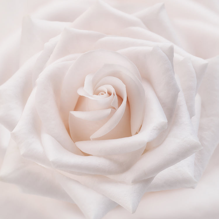 Arte de lienzo de rosa blanca suave