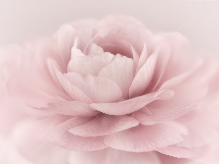 Stylisch Rose Pink