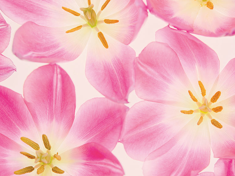Three Cerise Pink Tulips
