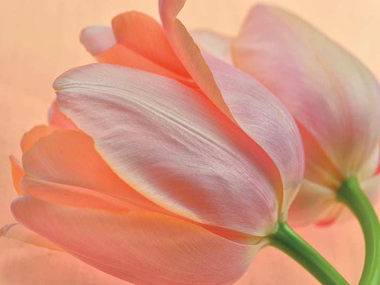 Cuadro en lienzo con dos tulipanes naranjas