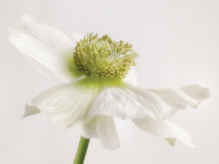 Arte de la lona de la flor de la anémona blanca