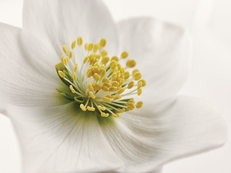 Arte de la lona de Helleborus blanco