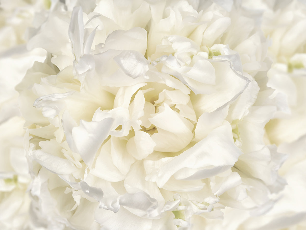 White Peony Flower