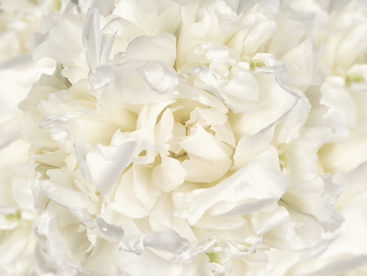Arte de la lona de la flor de la peonía blanca